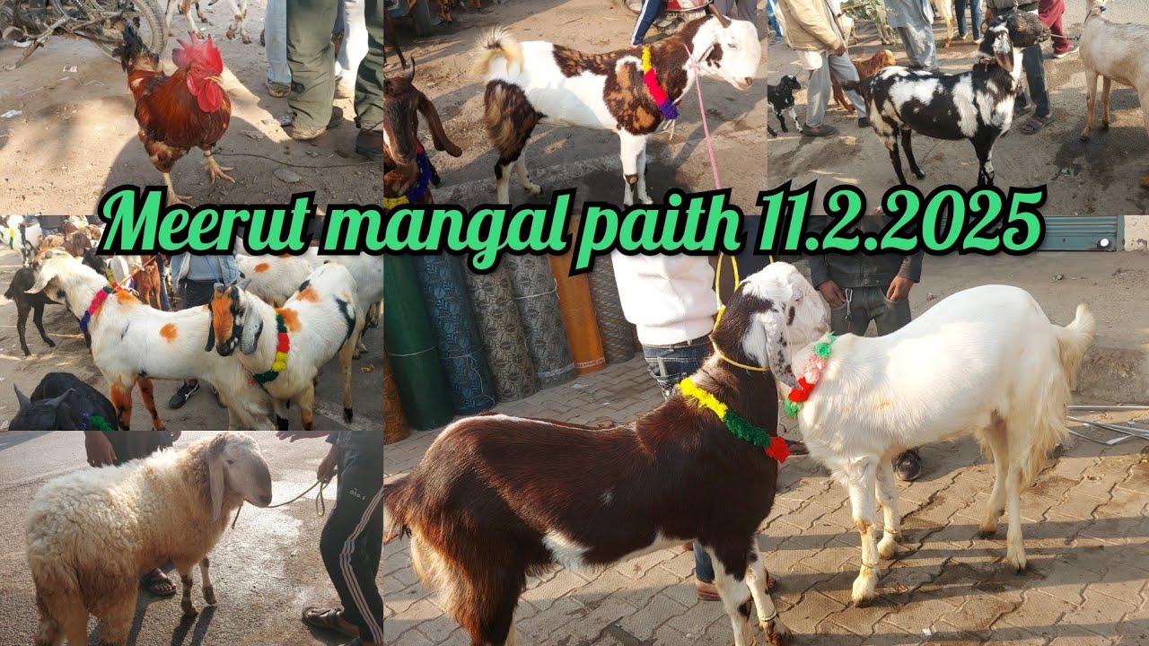 Meerut mangal ki paith with live price #goat #animallover #animals #meerut #bakramandi