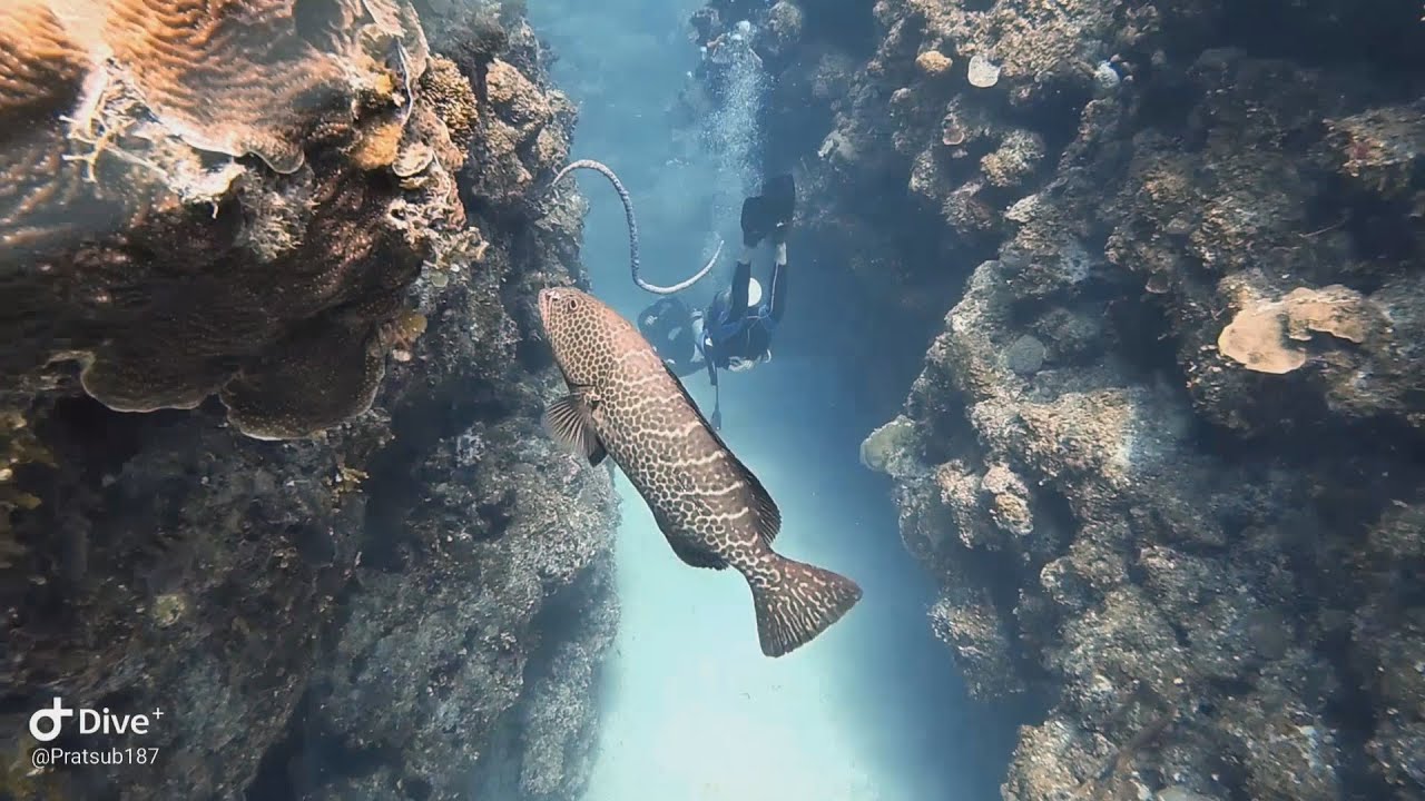 Scuba Diving in Maria La Gorda, CUBA