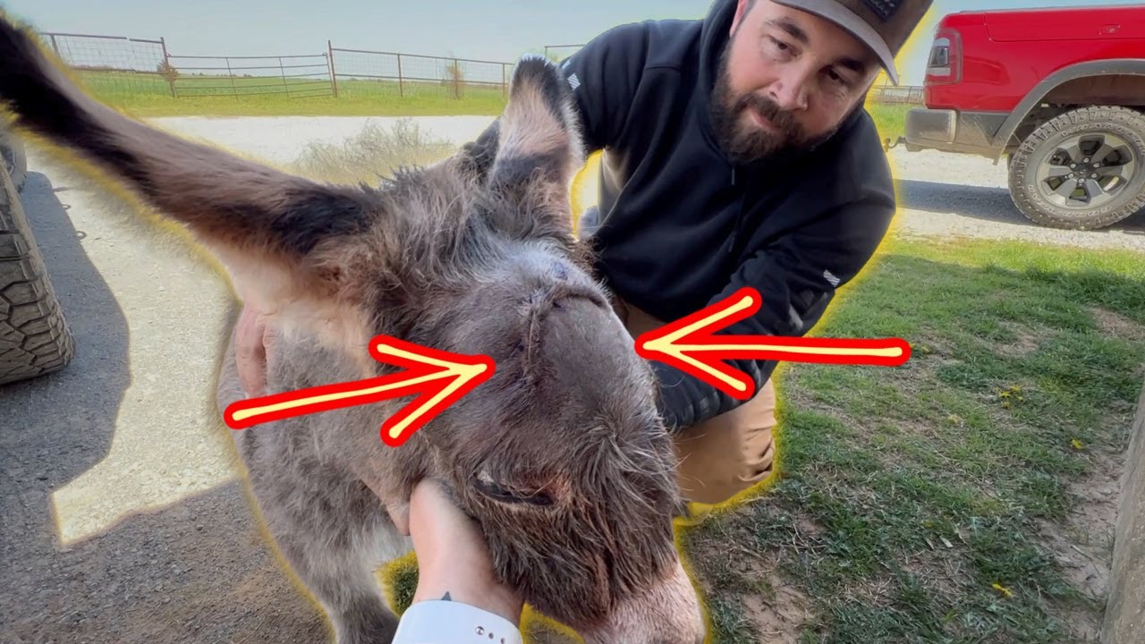 Baby Donkey EMERGENCY Vet Visit!