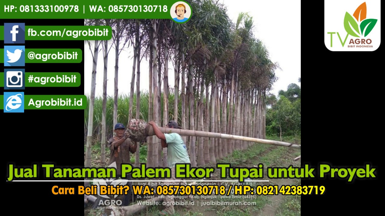 Jual Tanaman Palem Ekor Tupai untuk Proyek