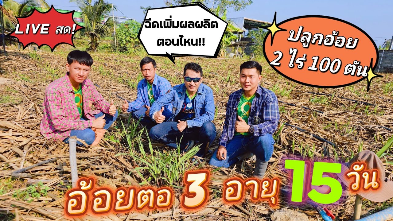 🔴LIVEสด! วิธีฉีดเพิ่มผลิตอ้อยตอ 3 อายุ 15 วัน ปลูกอ้อย 2 ไร่ 100 ตัน | ผู้จัดการมัน