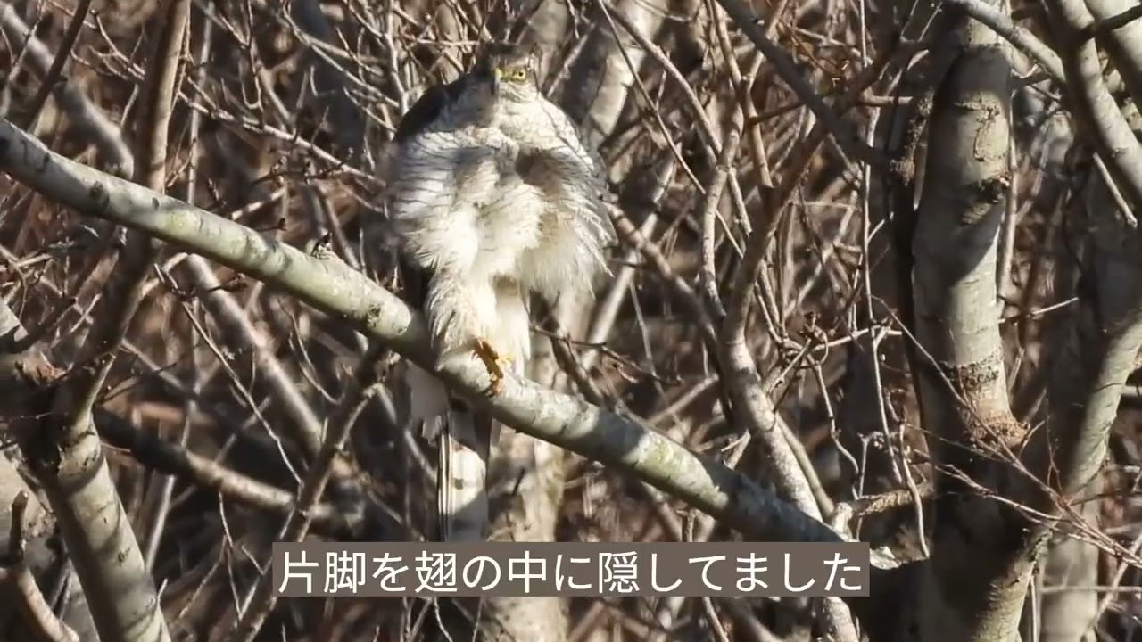 ハイタカの羽繕い