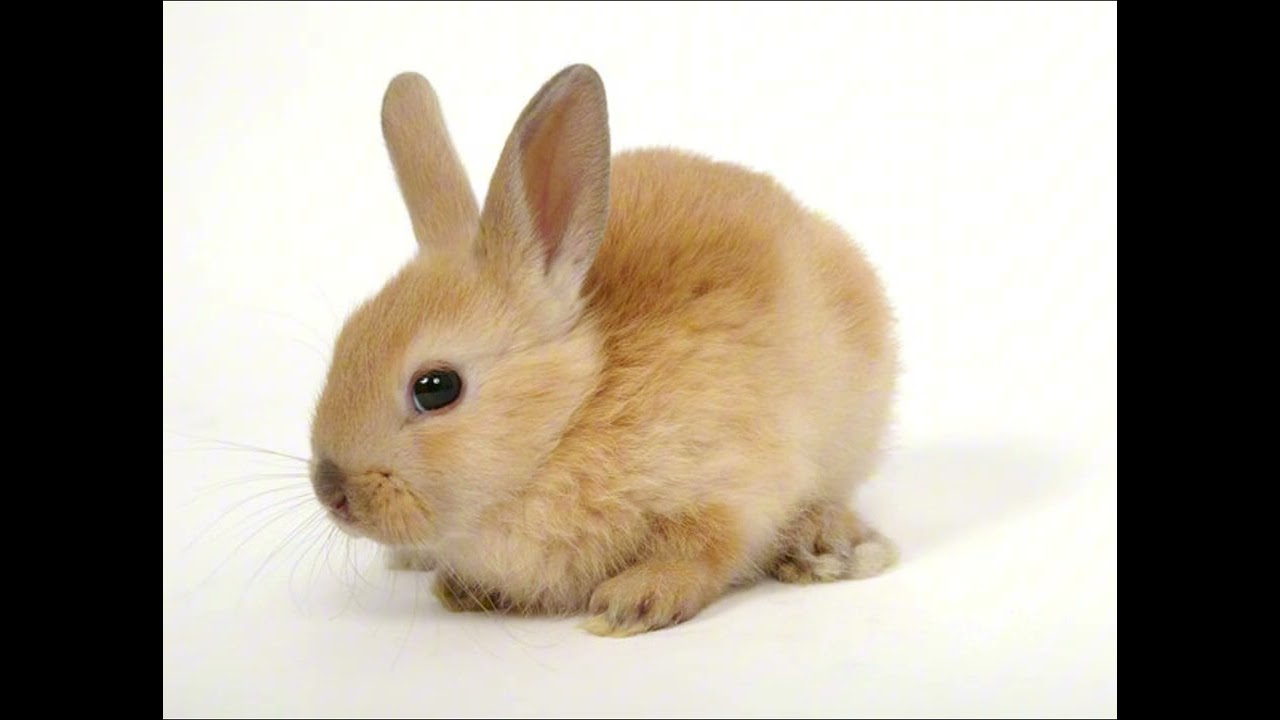 the hoping bunny