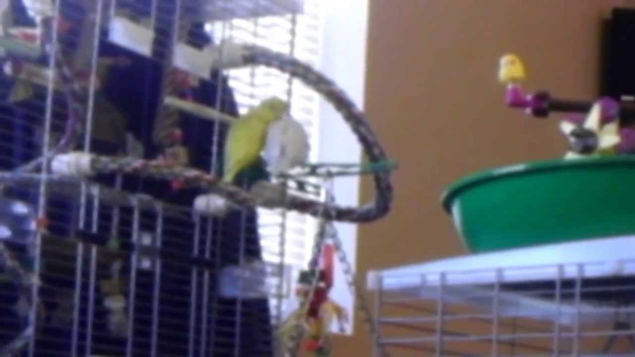 Parrotlet chirping up a storm