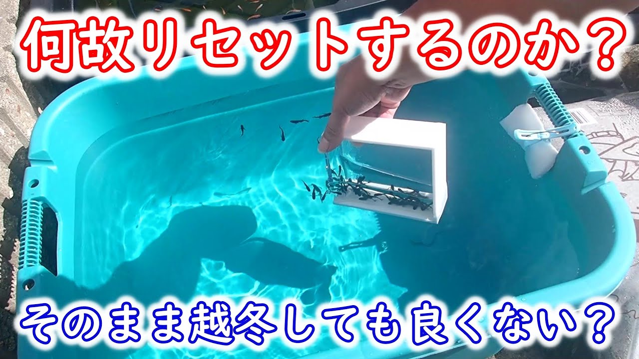 【めだか】越冬前にメダカ水槽をリセットする理由　Ｂ型おやじ