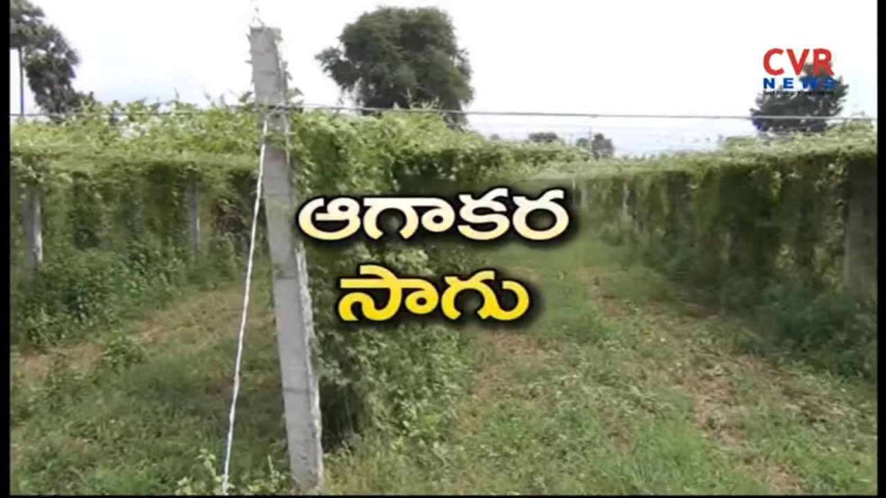 Agakara or Spine gourd successful farming | Planting technique of spine gourd  | Raithe Raju