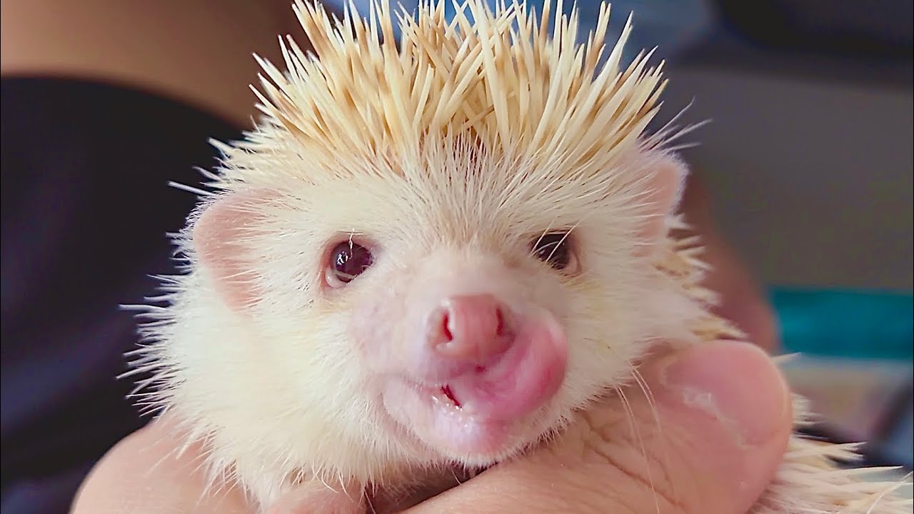 BallBall close up so cute🤤🤤🤤 #刺蝟 #hedgehog 
