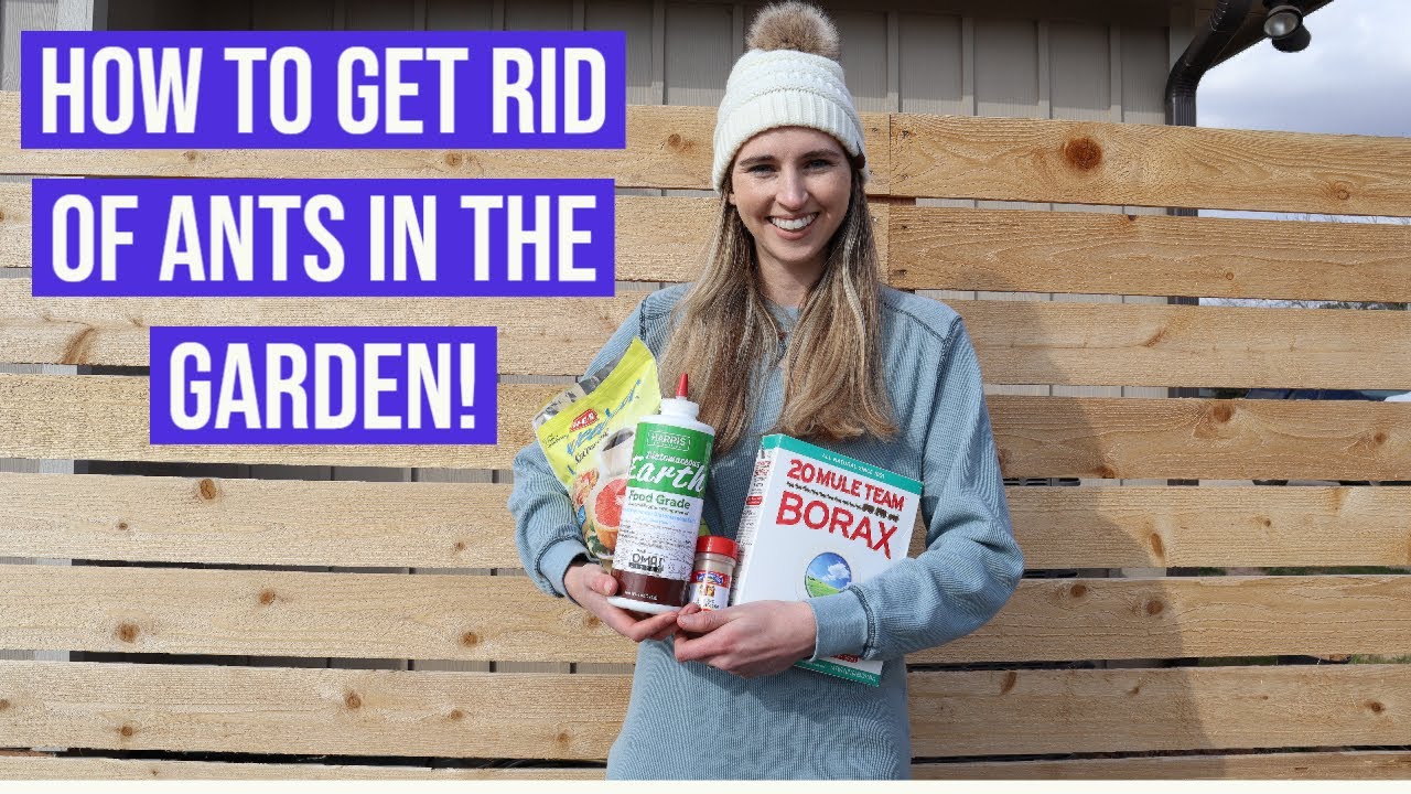 How to Get Rid of Ants in Your Garden!