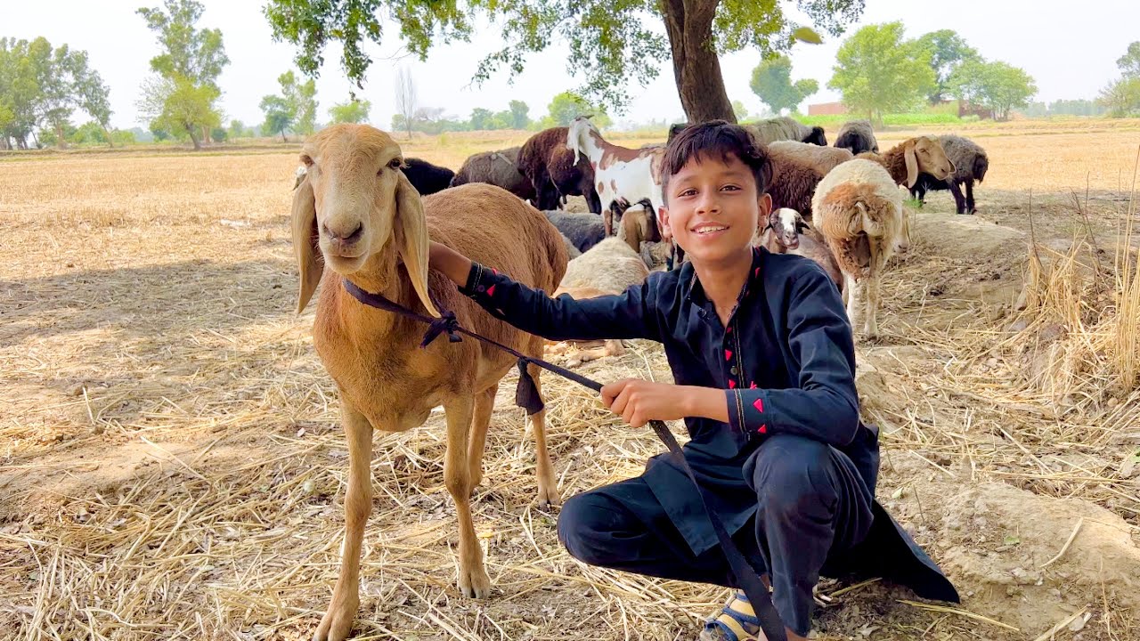 Qurbani Ke Liye Dumba Le Liya 🐐 | Bakra Le Liya 😍 | Dawood Sabir Vlogs
