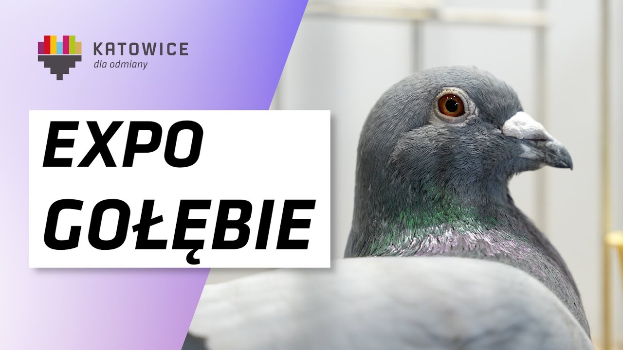 EXPOGołębie 2026 - Międzynarodowe Targi Gołębi Pocztowych w Katowicach