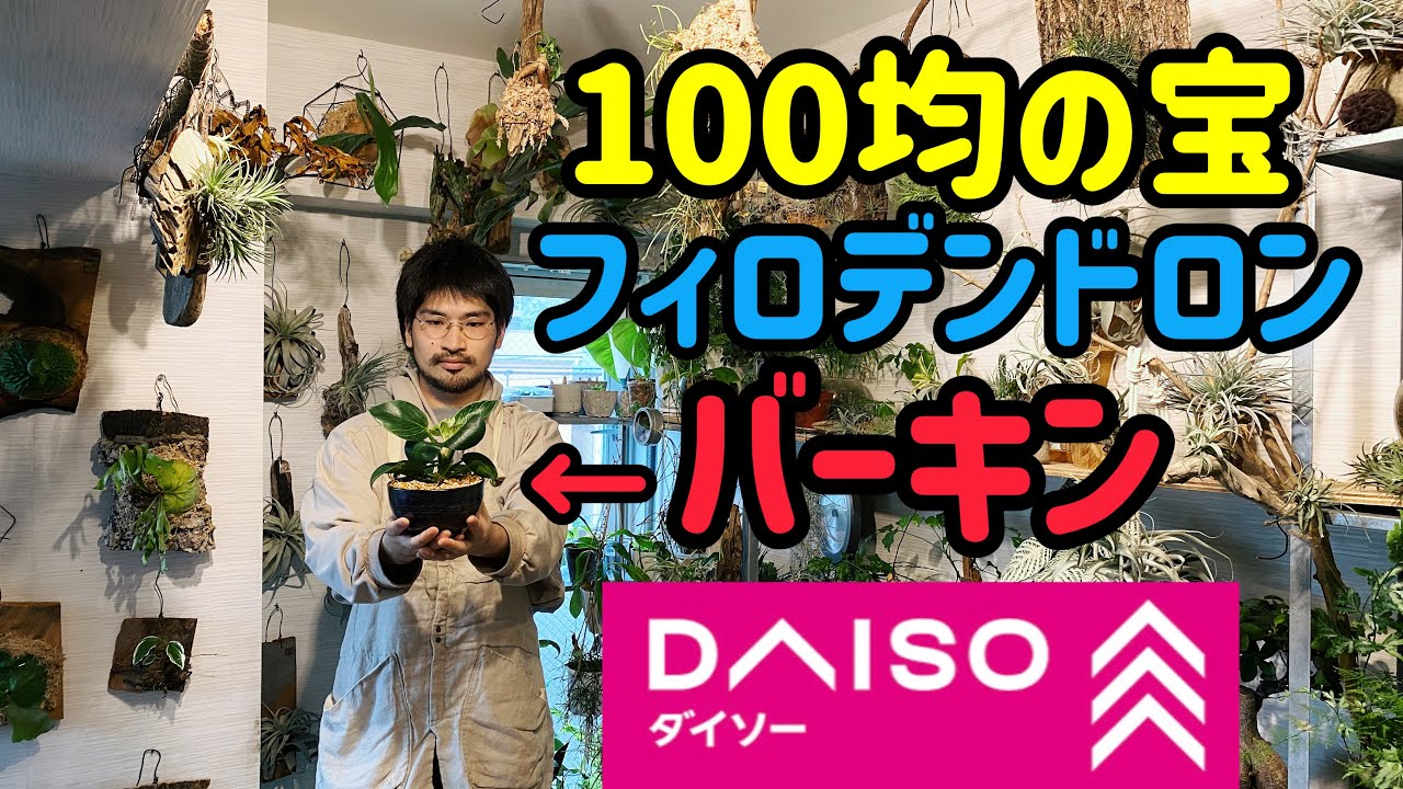 【１０万再生】100均の植物が育たない3つの理由とプロの植え替え方法