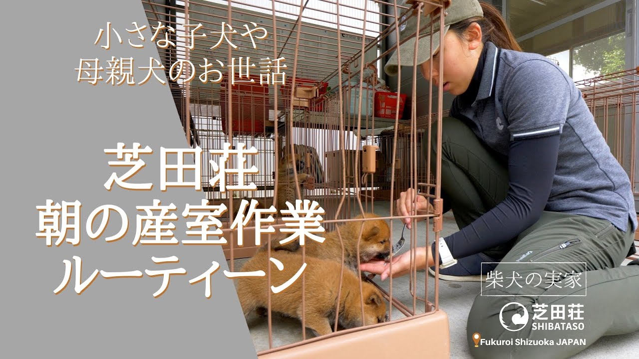 【柴犬の実家】芝田荘・朝の産室作業ルーティーンを大公開【製造業のノウハウをブリーダー業へ】