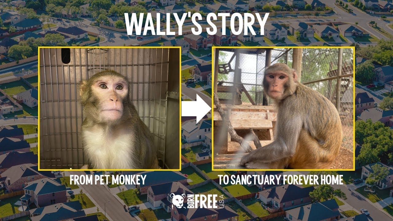 Wally's Story: From Pet Monkey to Sanctuary Forever Home #monkey #animalrescue #animalsanctuary