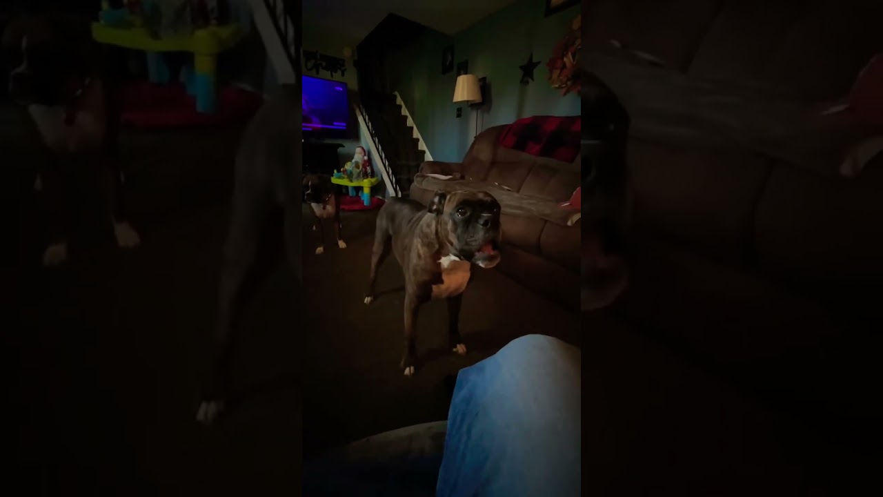 Brindle Boxer 🐾🐶 Give Me Attention #shorts #dog #dogs