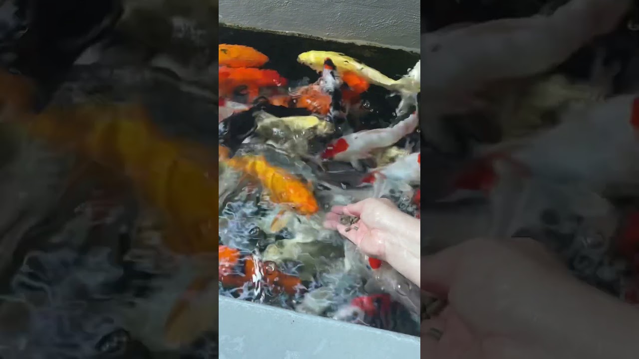 Carpas koi dispon&iacute;veis na Lago Carpa, aqui em Joinville SC!