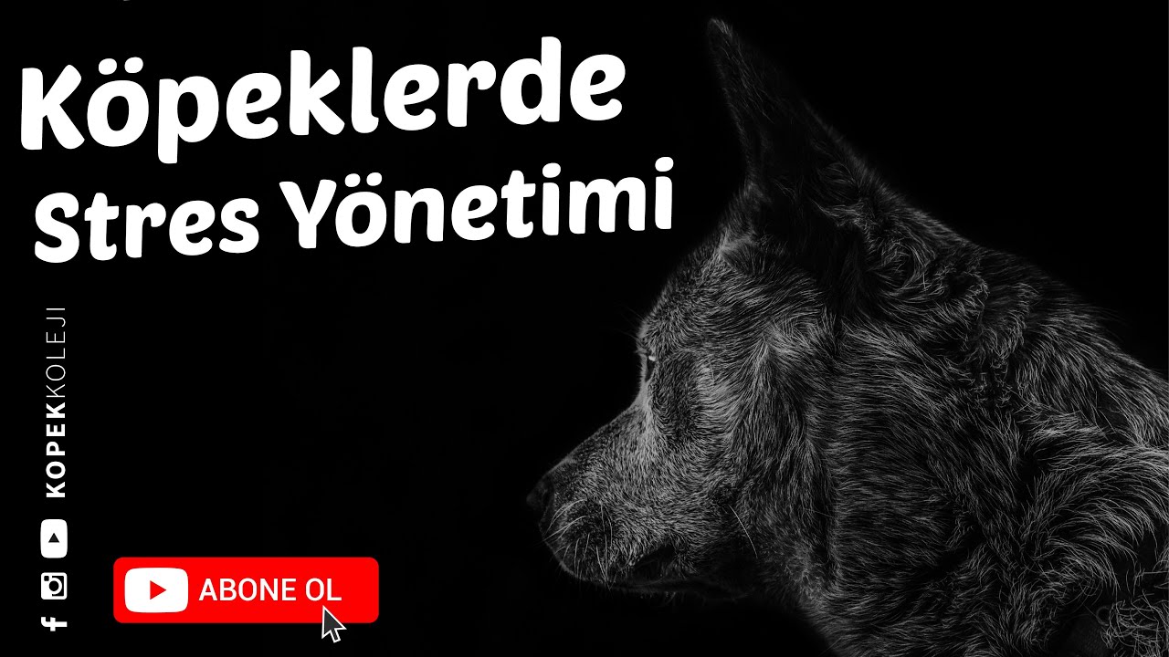 Köpeklerde Stres Yönetimi