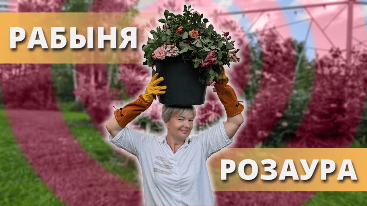 ОБРЕЗКА РОЗ ПОСЛЕ ПЕРВОГО ЦВЕТЕНИЯ И ПОДГОТОВКА КО ВТОРОМУ.