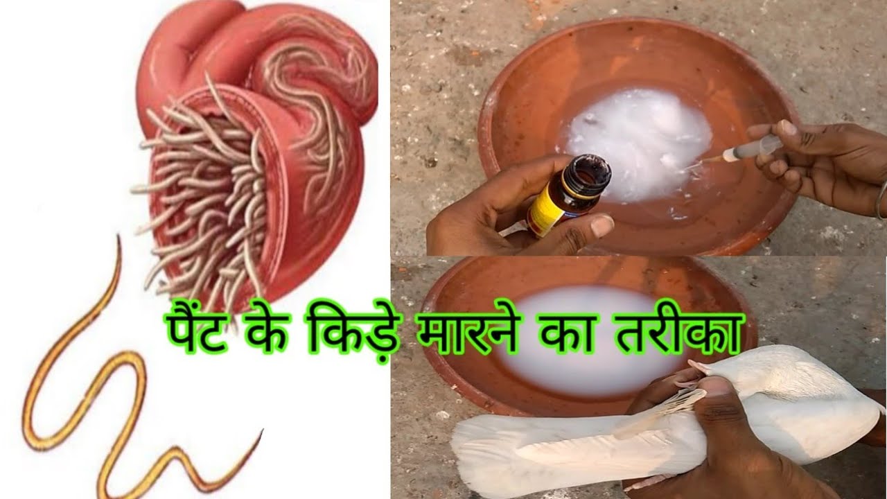 कबूतरों के पैंट के किड़ो मारने का तरीका_कबूतर के किड़े निकाले