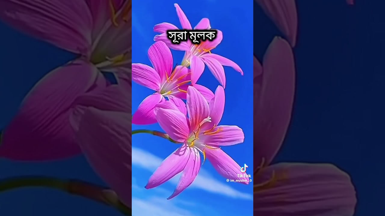 সূরা মূলক