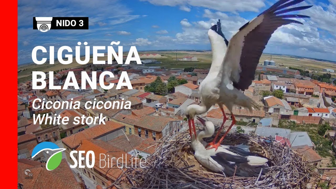EN DIRECTO 🔴 Madrigal de las Altas Torres  - Nido de cigüeña nº 3