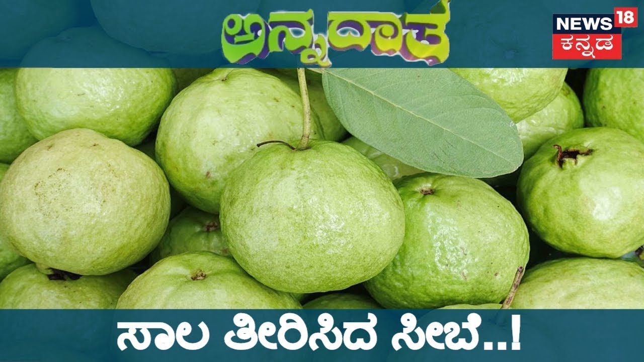 ಅನ್ನದಾತ | ಸೀಬೆ ಬೆಳೆದು ಅಪ್ಪನ ಸಾಲ ತೀರಿಸಿದ ಮಗ..! | Nov 19, 2018