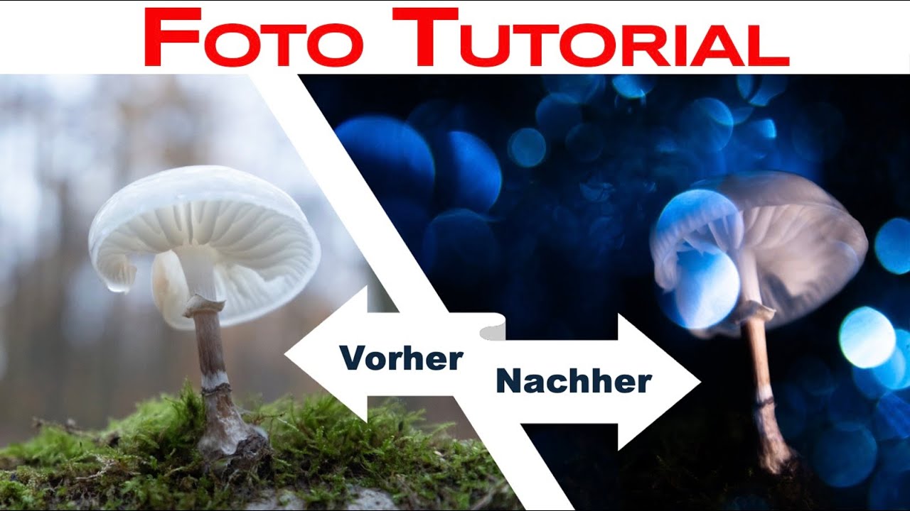Geheimtipp für das schönste Bokeh - Naturfotografie Challenge Pilze fotografieren  Fotografie lernen