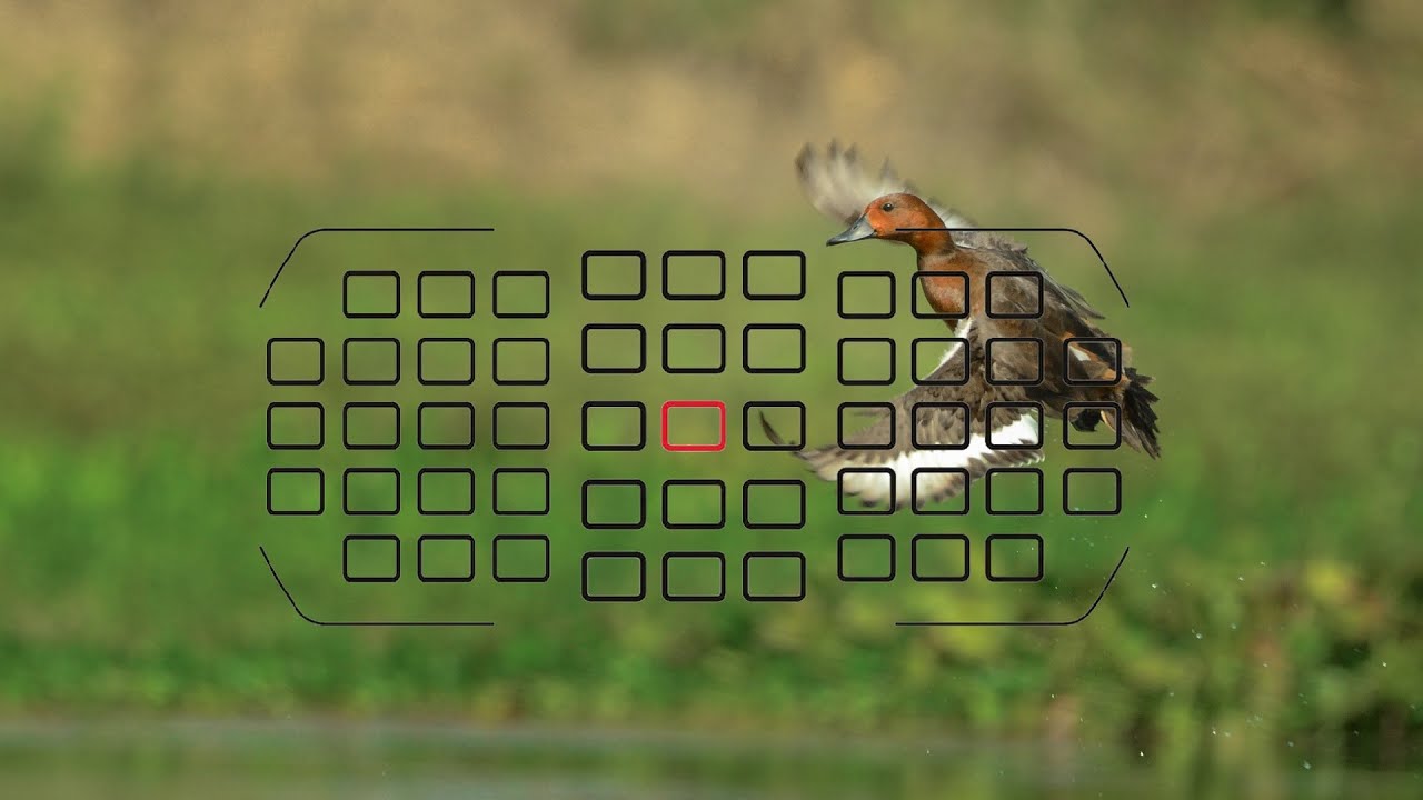 Advantage of more AF Points ! |  Wildlife Photography in India  | Bird Photography in Hindi.