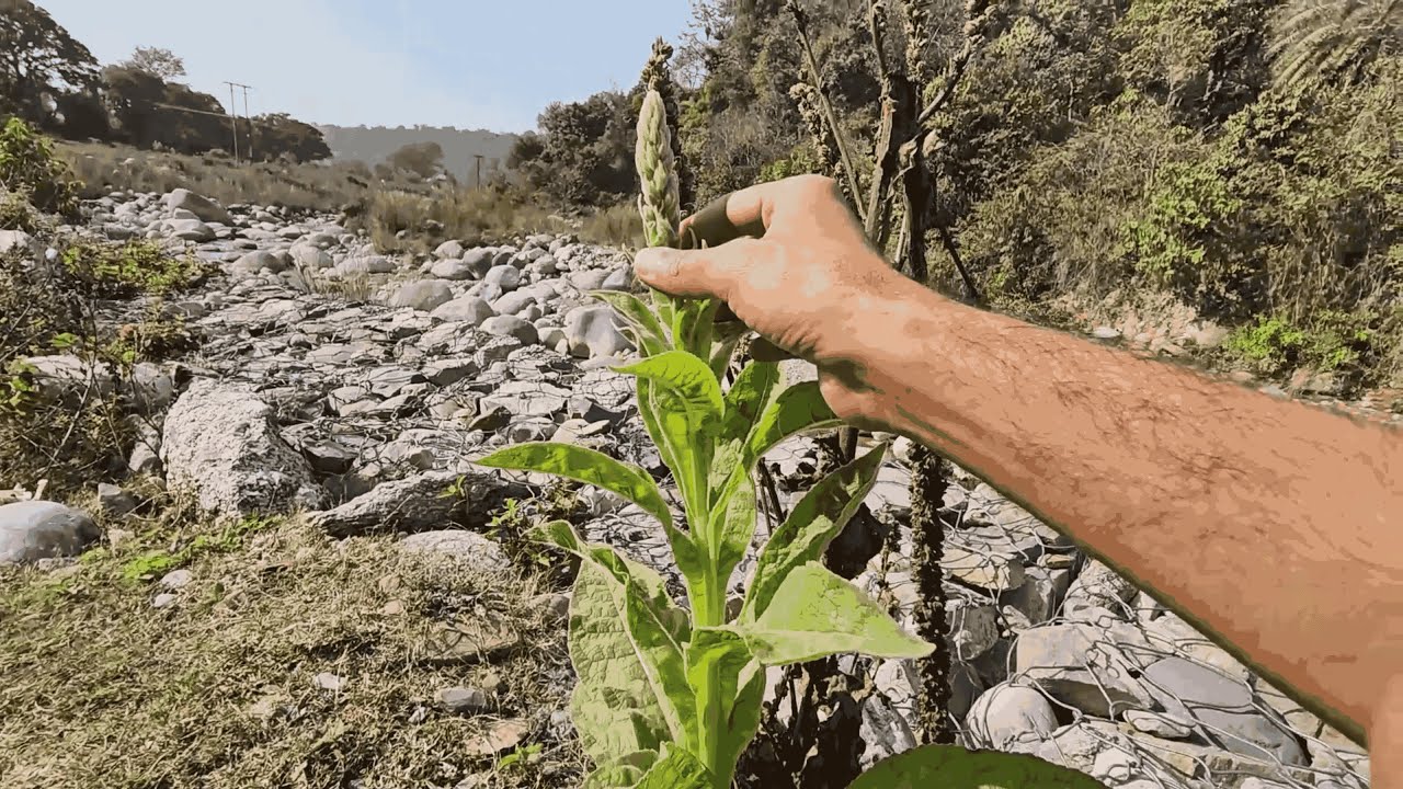 Wild plants you can eat, drink and use for healing