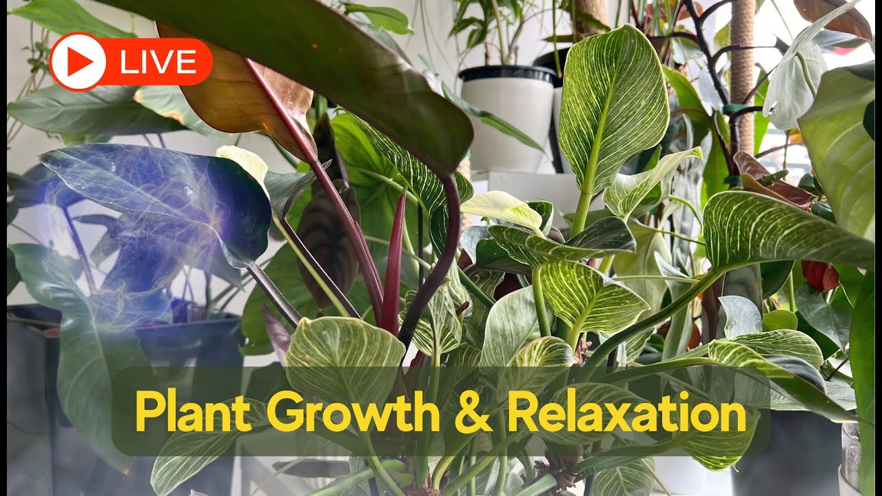 🔴 LIVE 🍃 Powerful Relaxing Music for Plant Growth & Deep Relaxation – Heal & Grow