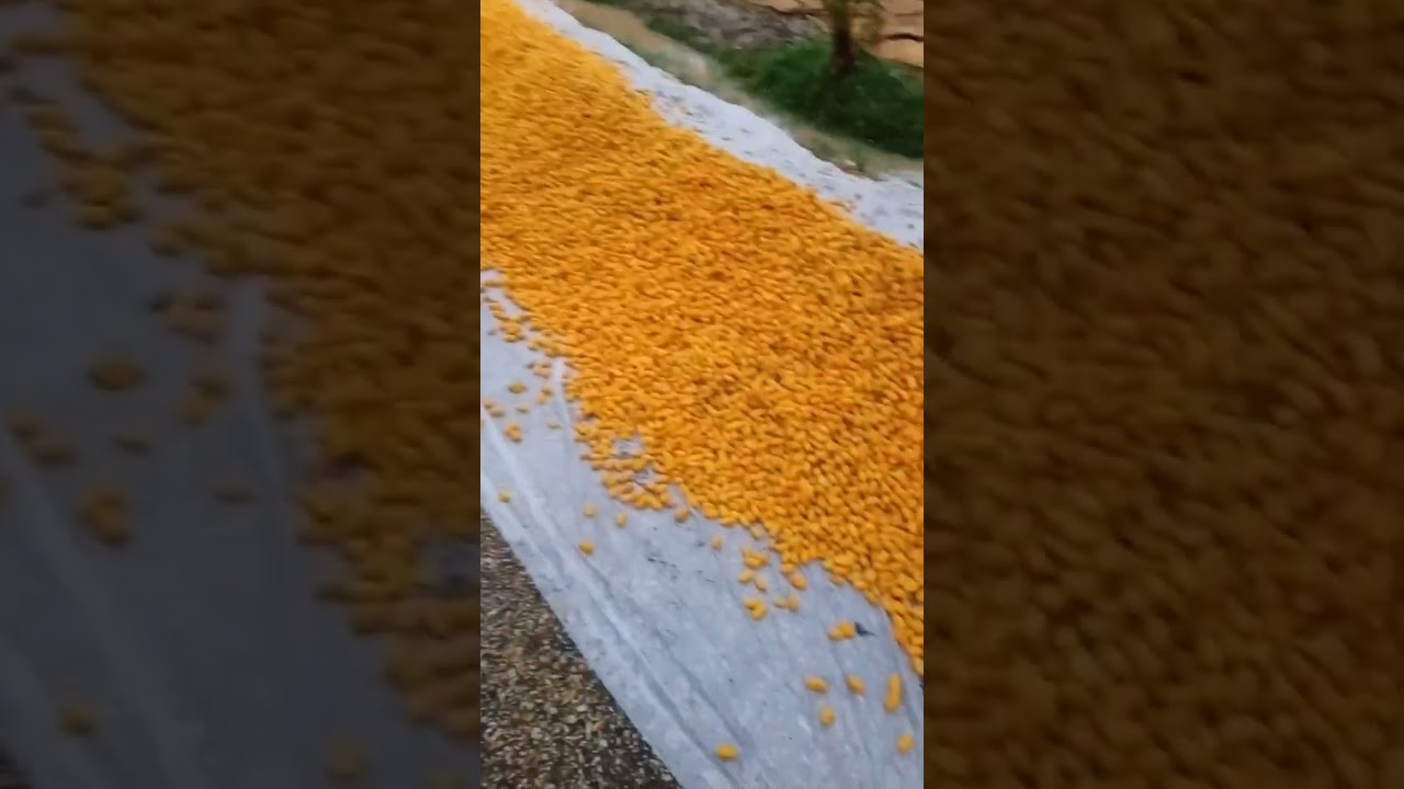 Pakistani khajoor #nature #fruit #beautiful #my #khajoor #experiencenature #fruitlover #nature