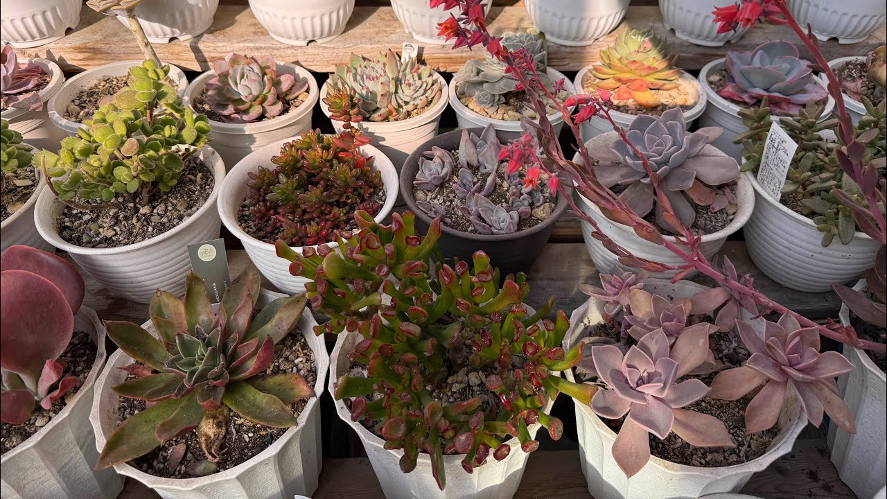 Primeras varas  florales en el jardín 😍