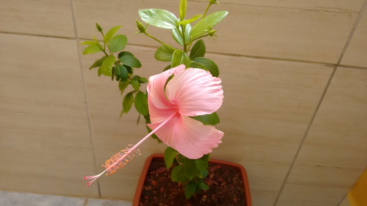 Como plantar hibisco em vaso e dicas de como cuidar.