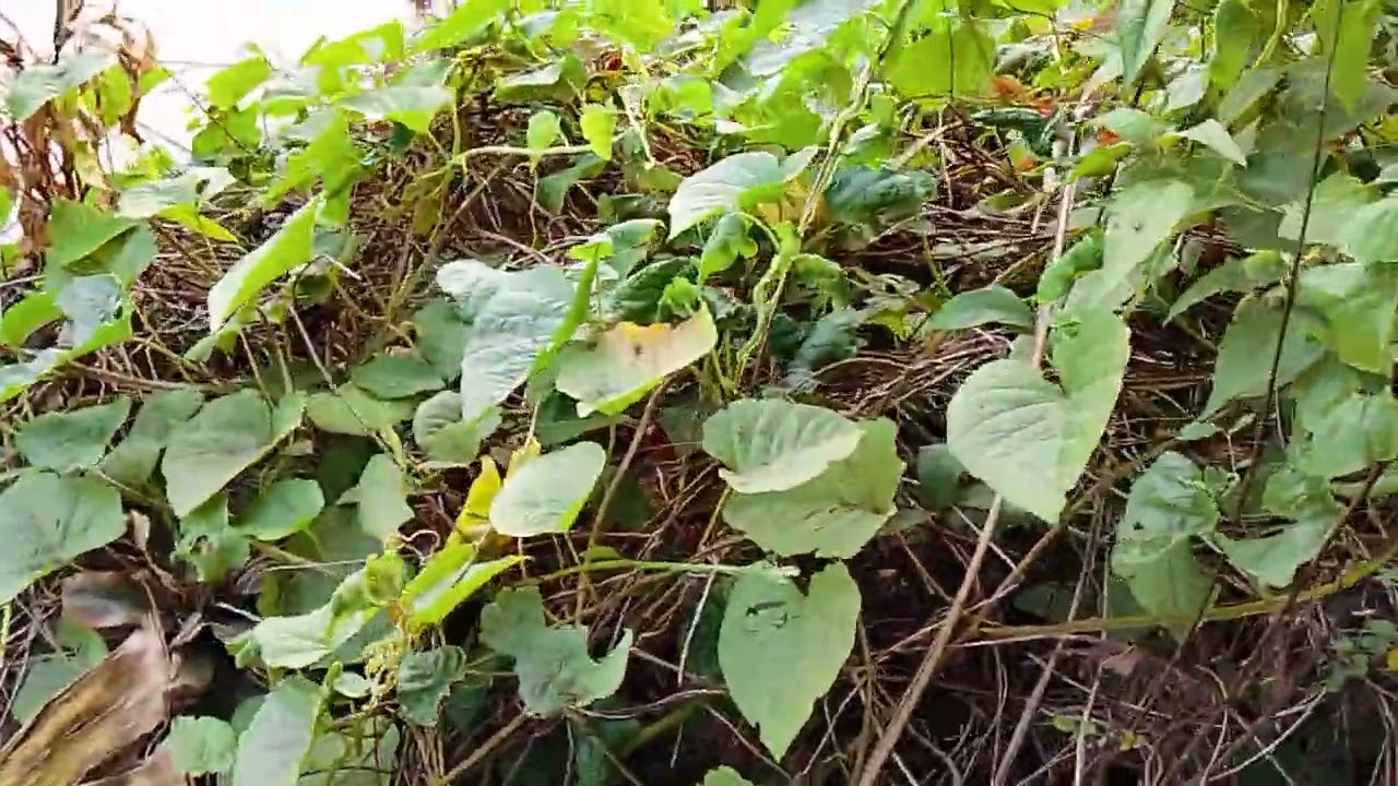 đi cắt rau cho thỏ gặp con chó có khối u rất to luôn