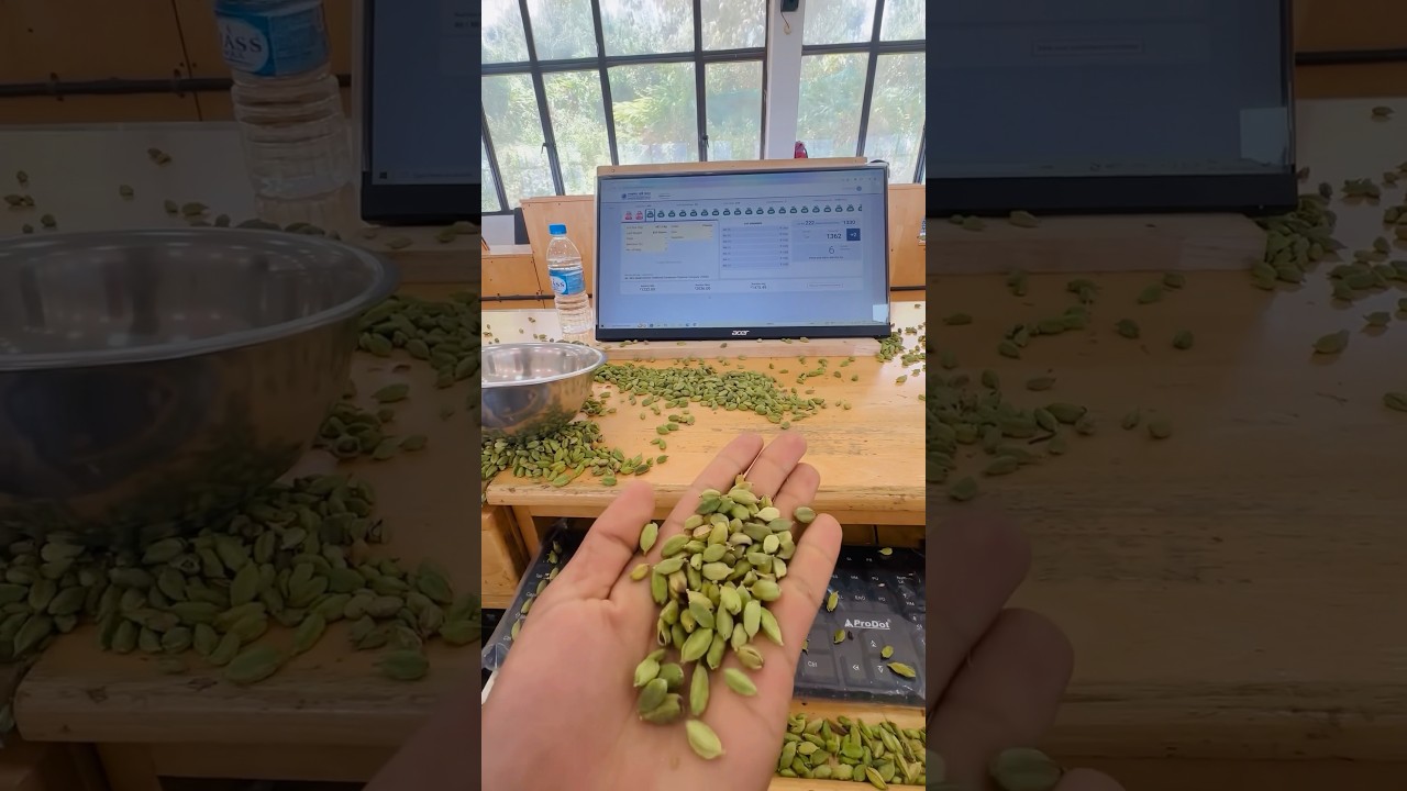 Cardamom auction 🤍