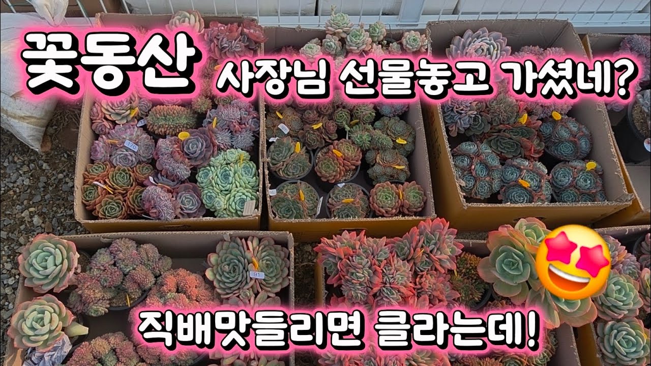 26년 1월15일 날씨가 좋아 물관수했어요! 직배와주신 꽃동산 사장님 감사합니다 ^^#succulent #다육이 