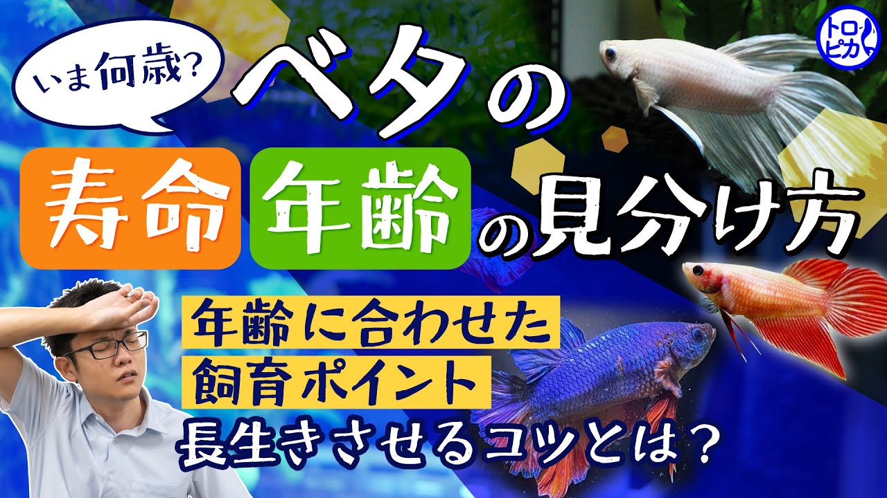 【今何歳？】ベタの寿命と年齢の見分け方！年齢に合わせた飼育のポイントも解説します！