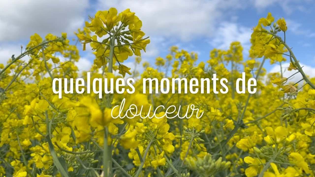 VLOG tout en douceur | des balades, du tricot et des myrtilles