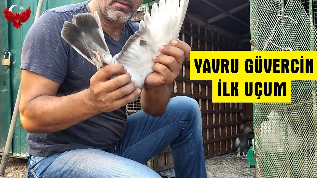 YAVRU GÜVERCİN NE ZAMAN UÇABİLİR? | NASIL ANLARIZ NASIL UÇURURUZ.