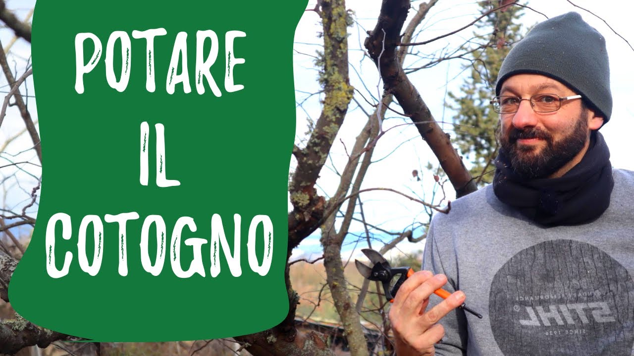 Come potare il COTOGNO