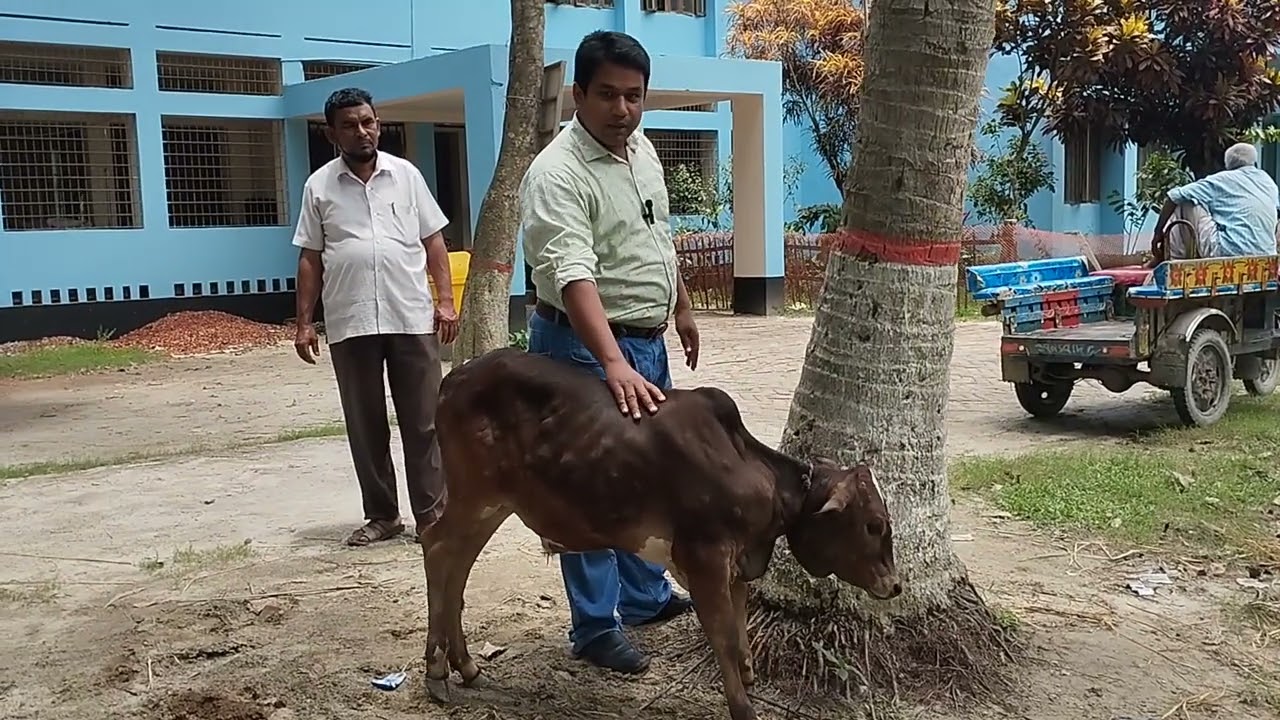 Lumpy Skin Disease এ আক্রান্ত বাছুর।