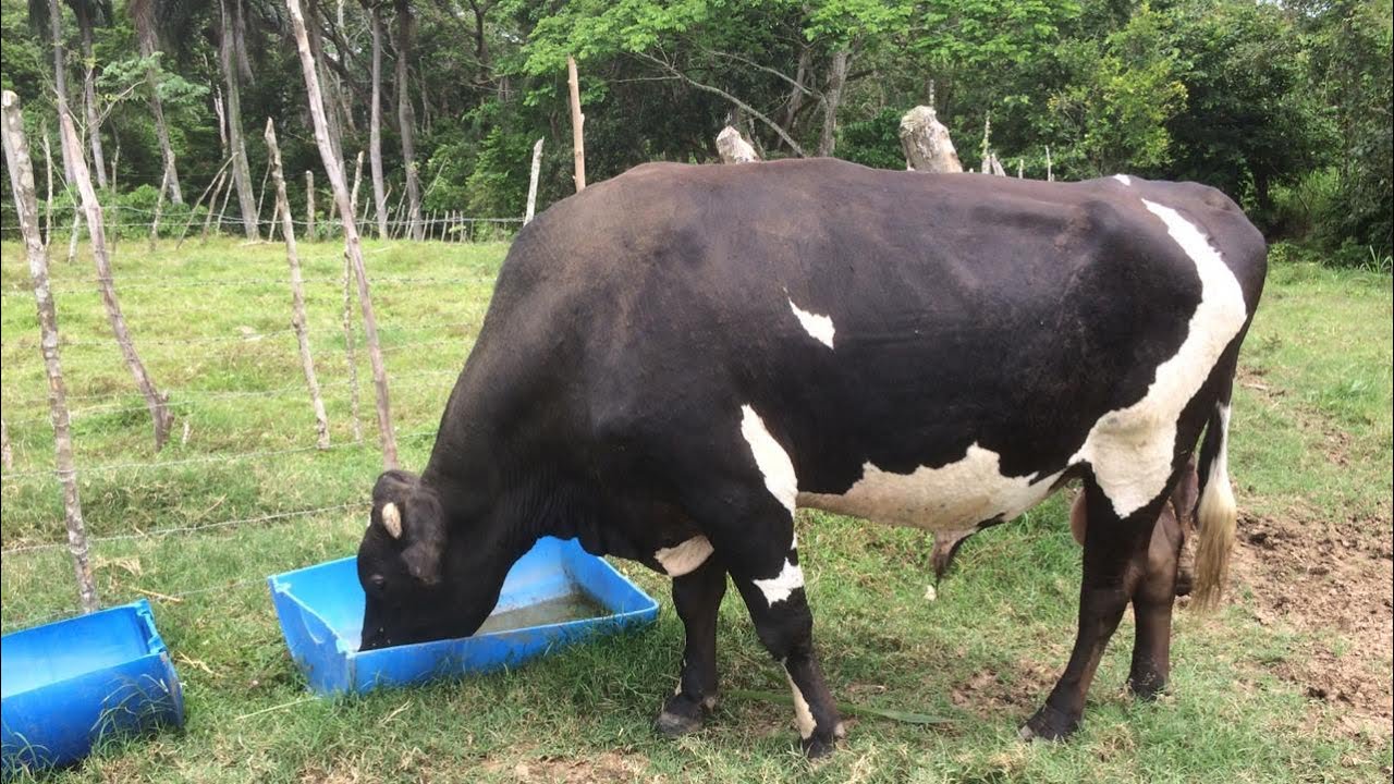 Ganadería de la República Dominicana 🇩🇴#ganaderías #farm #ganaderías #rancho #lechería