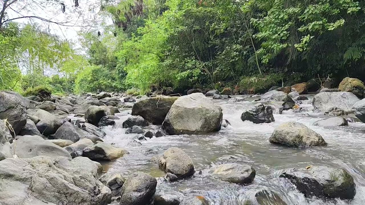 Birdsong and River Sounds for Deep Relaxation and Sleep Therapy