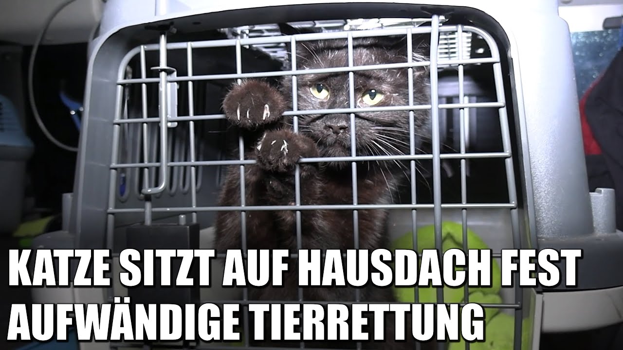 Katze wird von Dach gerettet - Spezialeinsatz für die Dogman Tierrettung | 23.06.2022