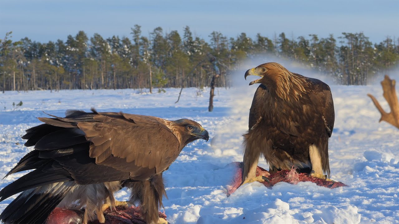 Golden Eagle at midwinter.