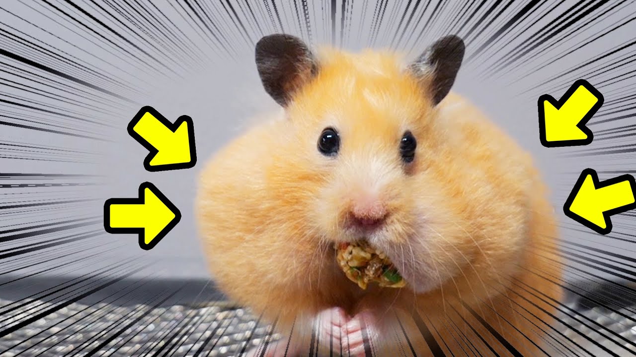 Сколько еды может хранить мой большой хомяк в щеках? How Much Food Can my Big Hamster Stuff