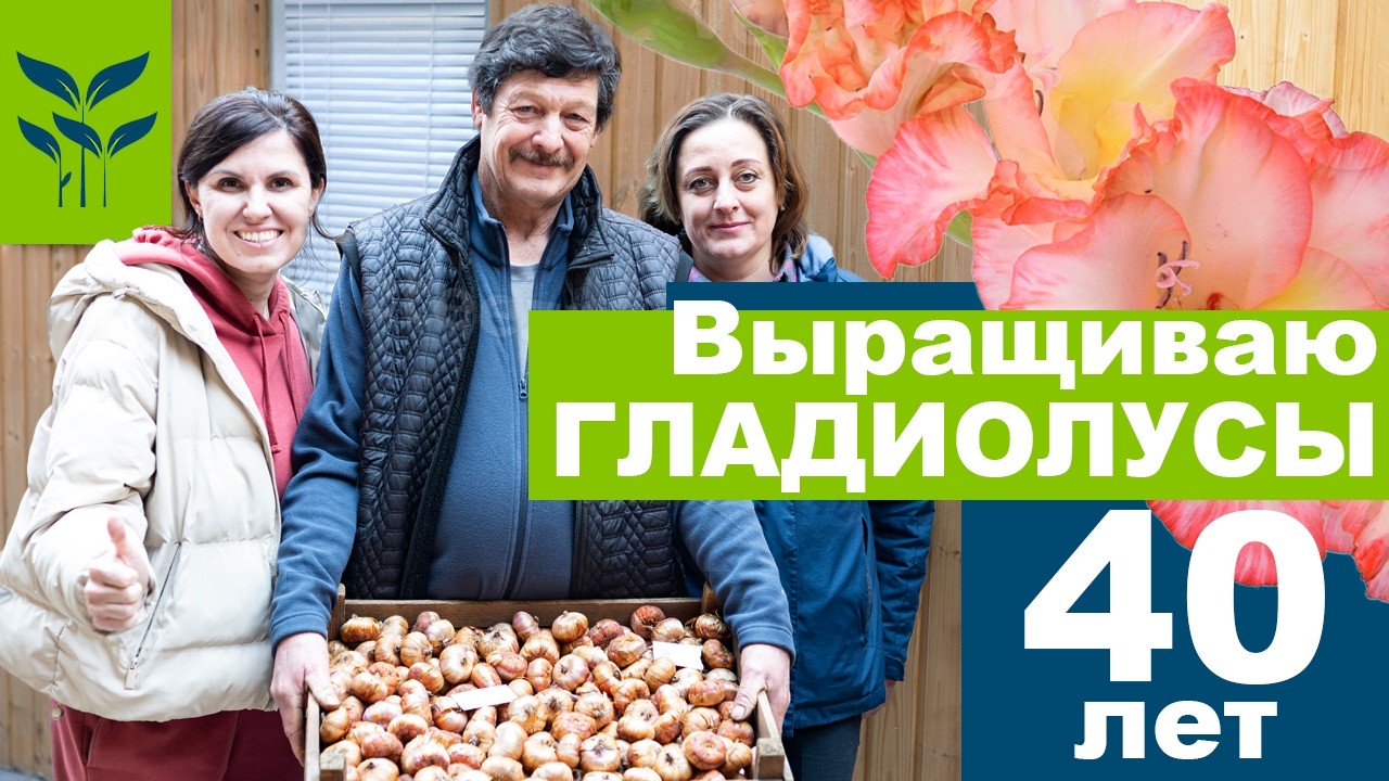 Выращиваю ГЛАДИОЛУСЫ 40 лет! В гостях у нашего клиента
