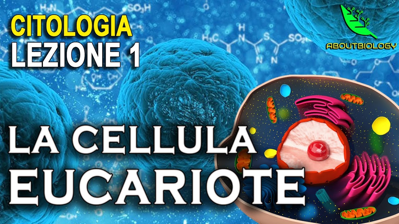 La CELLULA EUCARIOTE  -Citologia Lezione 1