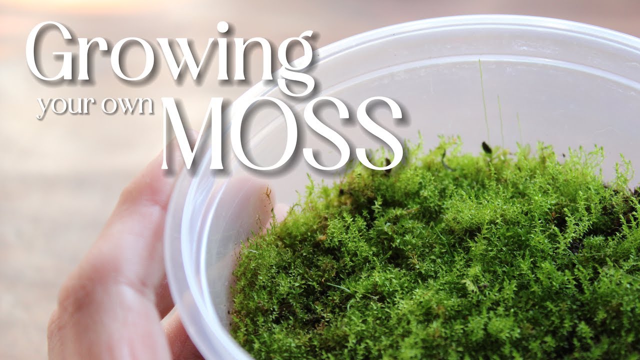 Update | Growing/Propagating your own moss