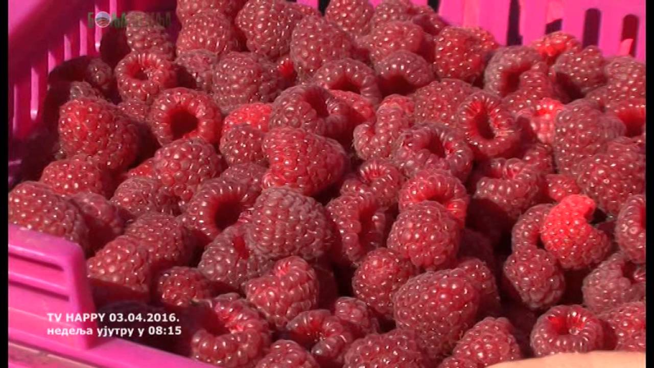 Krenula vegetacija maline ali MADJARSKA SORTA se dobro pokazala   - sistemi uzgoja