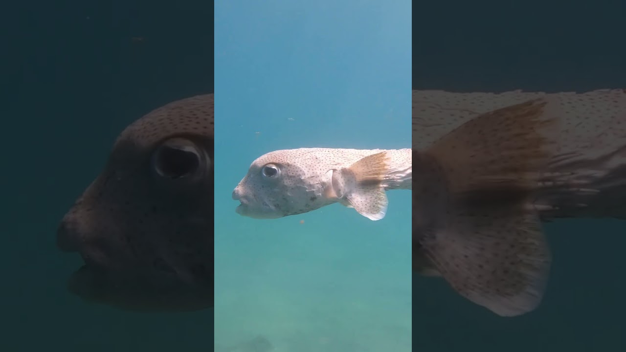 🤿 Scuba Diving in Bali 🇮🇩